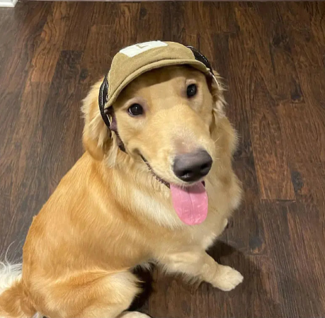 VicoSun Gorra de Sol para Mascotas